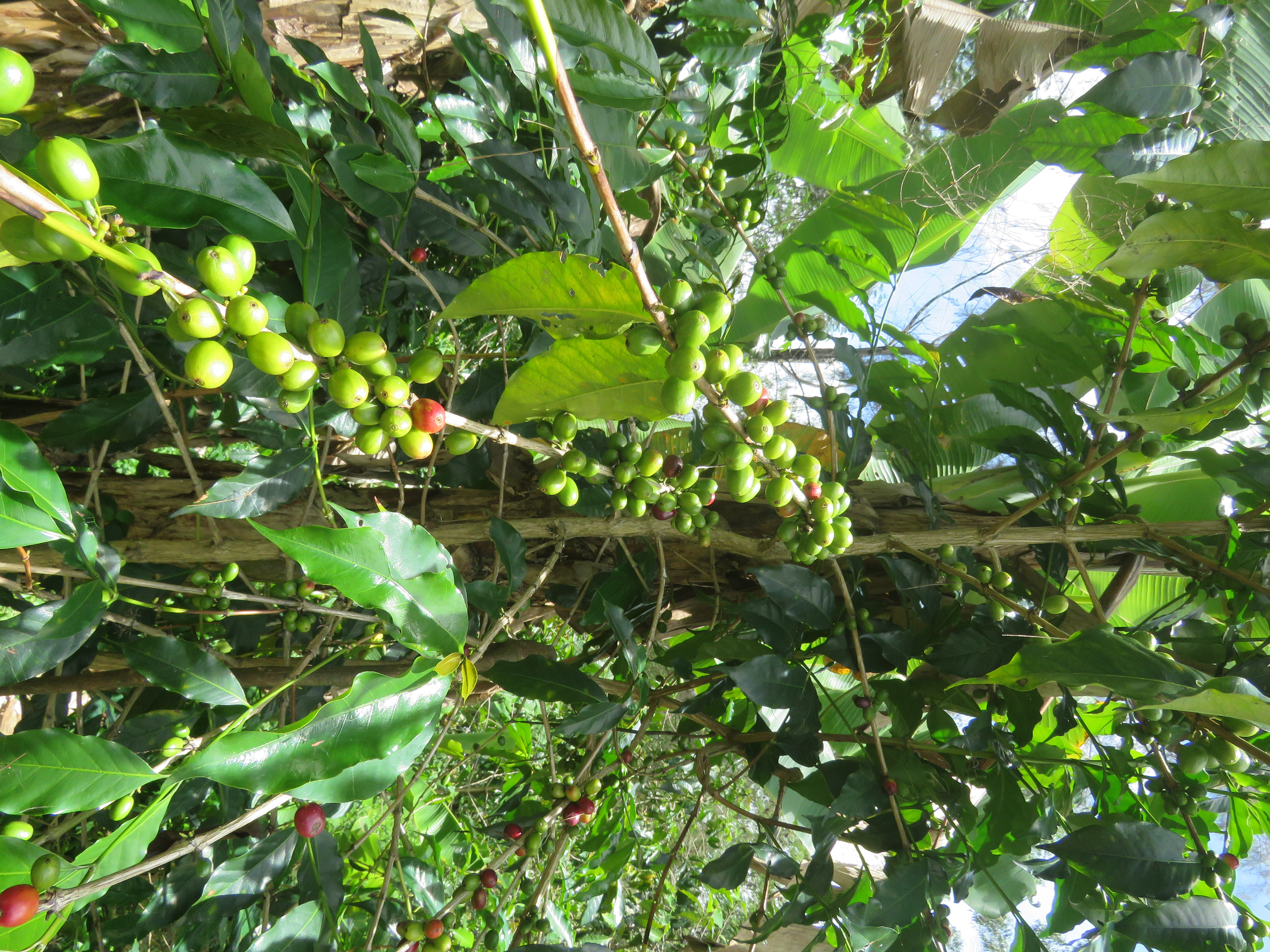 PNG_origintrip_coffee1